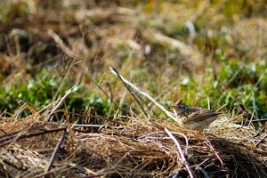 ヒバリ♂ 福山市自宅周辺にて