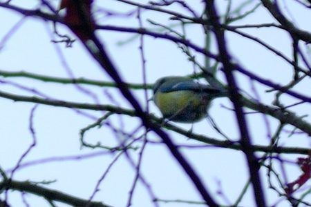 日本の野鳥 シジュウカラ Japanese Wild Birds Japanese Tit