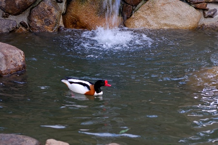動物園のツクシガモ こぶ有り