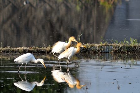田んぼのアナサギ