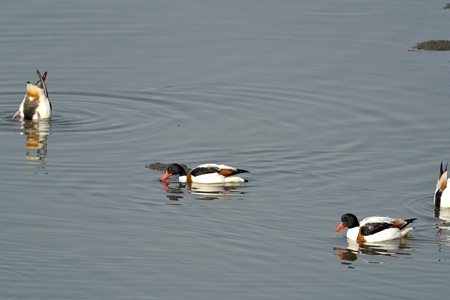 岡山のツクシガモ 小群れ