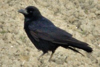 コクマルガラス