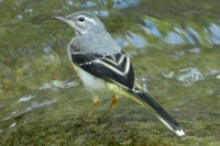 スズメ目イワヒバリ・スズメ・セキレイ科