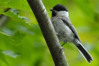 バカラ 鳥 長袖Tシャツ ハシボソガラス 野鳥 カラス｜BIRDSTORY