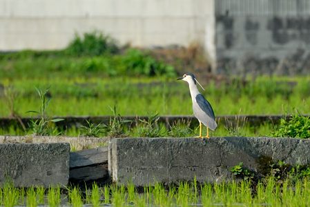 ゴイサギ 福山の自宅裏