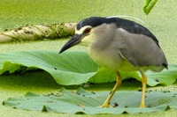 ゴイサギ"class="overwhite"