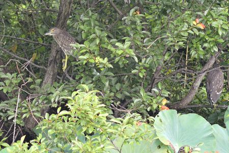 ゴイサギ 幼鳥（ホシゴイ）