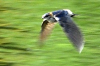 コシアカツバメ