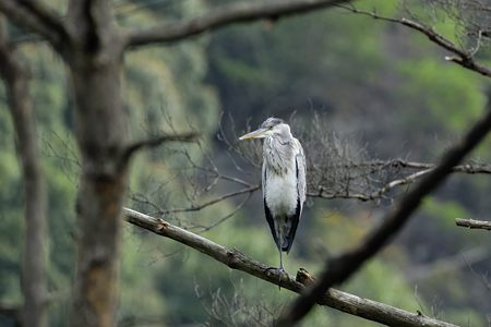 森のアオサギ 冬羽