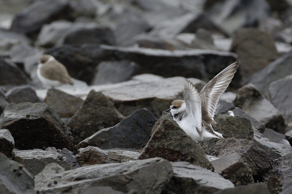 日本の野鳥 シロチドリ 白千鳥 Japanese Wild Birds Little ringed plover