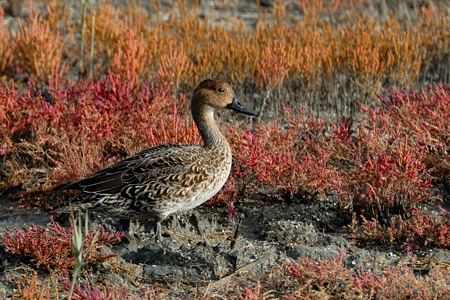 オナガガモ ♀ 陸の上