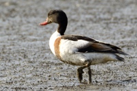 カモ目カモ科水面採餌型種