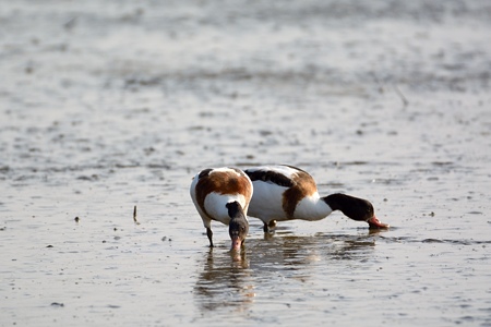 ツクシガモ ペア？