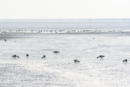有明のツクシガモ 干潟の群れ