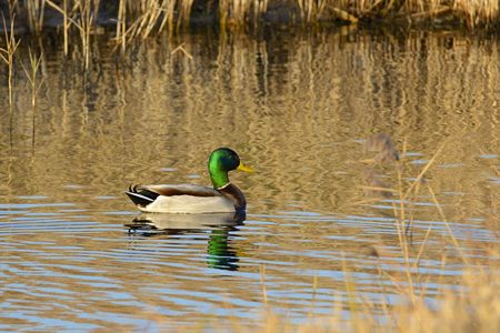 小川のマガモ ♂ 