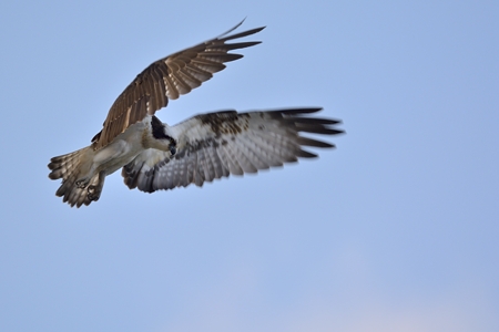 ミサゴのホバリング 2