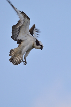 ミサゴのホバリング 1