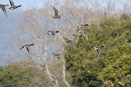 マガモ 飛翔 群れ