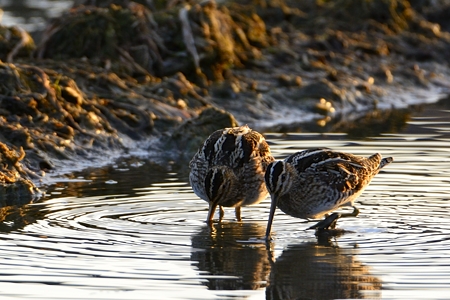 福山のタシギ カップル?