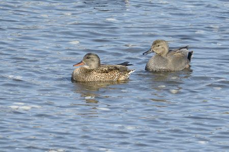 オカヨシガモ ペア
