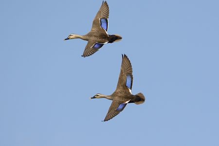 カルガモ 飛翔 2