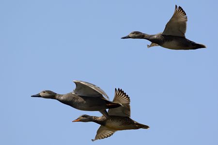 オカヨシガモ 飛翔