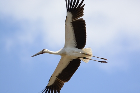 コウノトリの飛翔