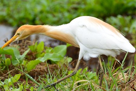 田んぼのアマサギ 3