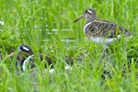 タマシギ