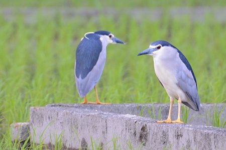 ゴイサギ 夕暮れのペア?