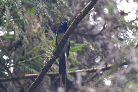 サンコウチョウ ♂