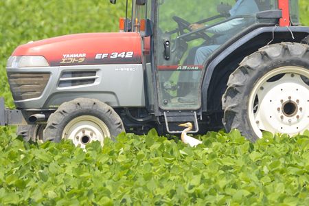 トラクターとアマサギ