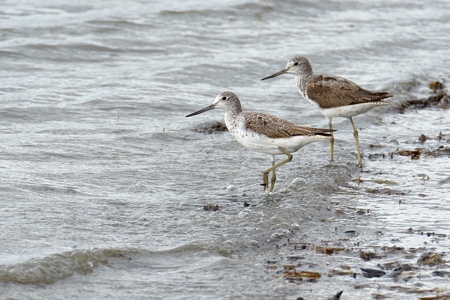 アオアシシギ 幼鳥