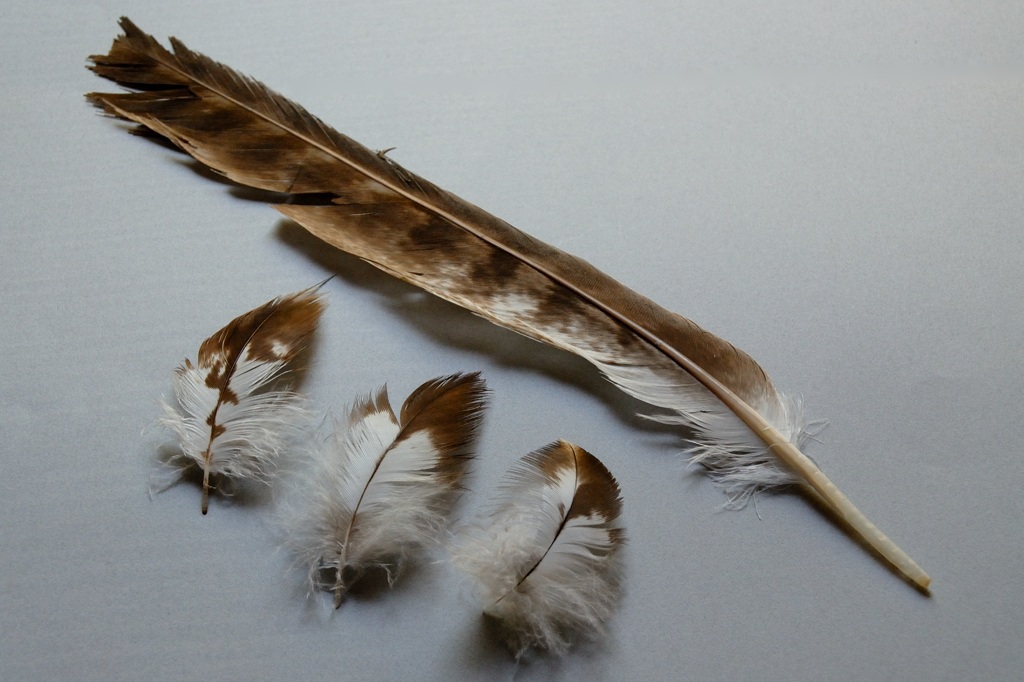 鳶 （トンビ）羽根 （ 羽 ） 鳥雑貨・オーナーズグッズ 鳶 （トンビ