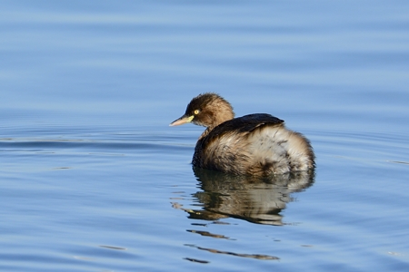 千葉のカイツブリ 冬羽 千葉