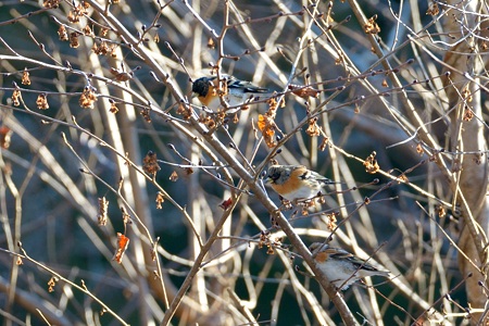 アトリ カップル