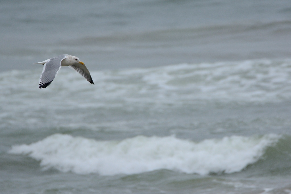 高品質！ニシセグロカモメ　Herring gull　頭骨 高品質！ニシセグロカモメ Herring gull 頭骨