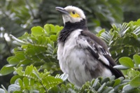 クビワムクドリ