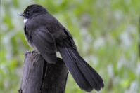 ムナオビオウギビタキ