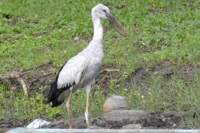 シロスキハシコウ