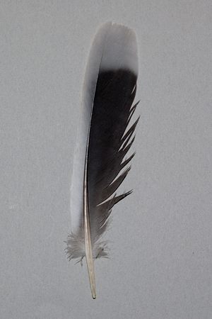 キジバトの羽根