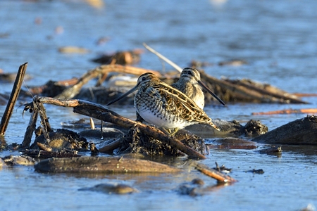霞ヶ浦のタシギ ペア?