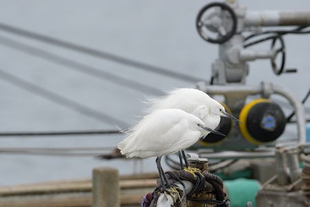 寒風に耐えるコサギ