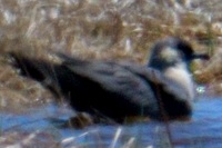 トウゾクカモメ