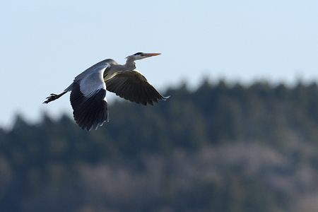 アオサギ 飛翔 2