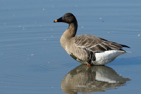 亜種オオヒシクイ