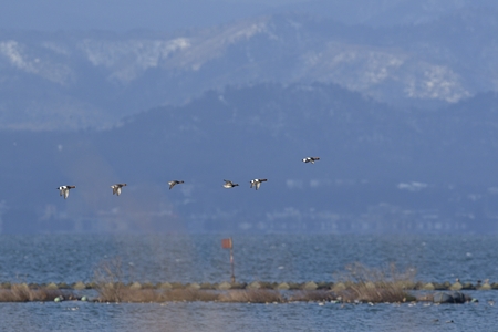 ヒドリガモ 飛翔 湖