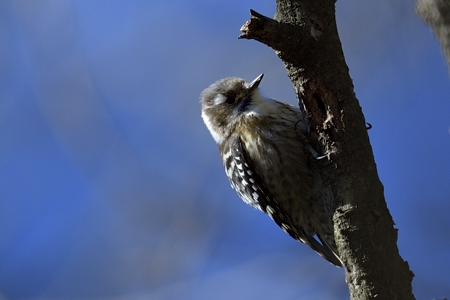 コゲラ 赤いリボン付き