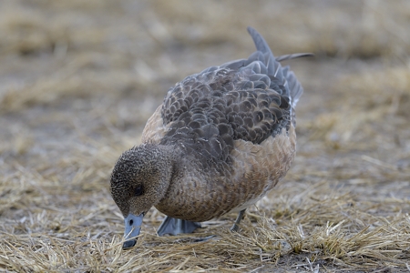陸の上のヒドリガモ ♀