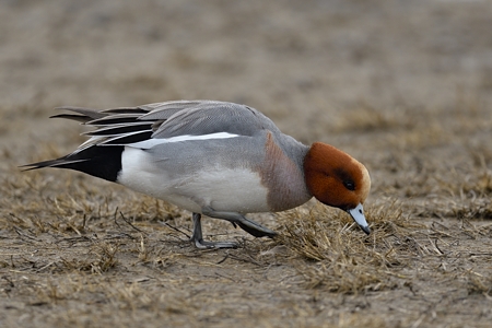 陸の上のヒドリガモ ♂
